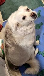 Reunited Female Dog last seen Division & 141st, Portland, OR 97236