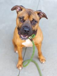 Shelter Stray Male Dog last seen Near Lee Street, 30035, GA, 3280 Chamblee Dunwoody Rd, Chamblee, GA 30341, USA