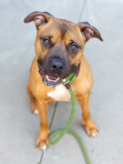 Shelter Stray Male Dog last seen Near Lee Street, 30035, GA, 3280 Chamblee Dunwoody Rd, Chamblee, GA 30341, USA