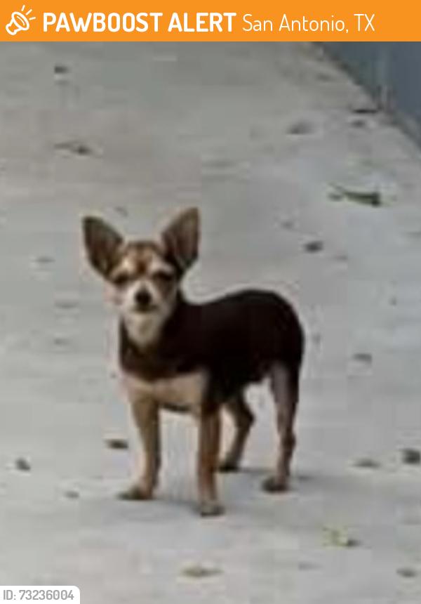 Found/Stray Female Dog last seen San Joaquin and commerce, San Antonio, TX 78237