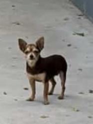 Found/Stray Female Dog last seen San Joaquin and commerce, San Antonio, TX 78237