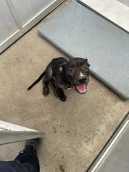 Shelter Stray Male Dog last seen Near CALMONT AVE, West District, TX, 355 Hillshire Dr, Haslet, TX 76052, USA