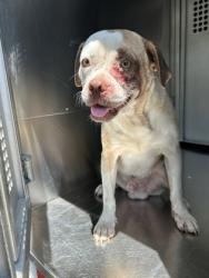 Shelter Stray Male Dog last seen Near MUSE ST, East District, TX, 355 Hillshire Dr, Haslet, TX 76052, USA