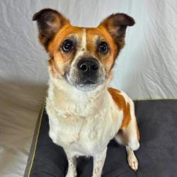 Shelter Stray Female Dog last seen Near W Franklin Blvd, Gastonia, NC, 1491 Business Park Ct, Gastonia, NC 28052, USA