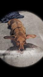 Lost Male Dog last seen 11th polk, Amarillo, TX 79101