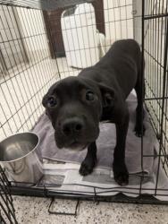 Shelter Stray Female Dog last seen Near Neely Ave, East Point, GA, 1251 Fulton Industrial Blvd NW, Atlanta, GA 30336, USA