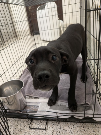Shelter Stray Female Dog last seen Near Neely Ave, East Point, GA, 1251 Fulton Industrial Blvd NW, Atlanta, GA 30336, USA