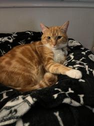 Lost Male Cat last seen Del obispo and Alipaz, San Juan Capistrano, CA 92675