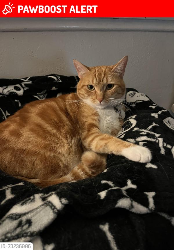 Lost Male Cat last seen Del obispo and Alipaz, San Juan Capistrano, CA 92675