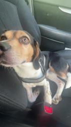 Lost Male Dog last seen MacArthur Road, Mickley Road, Schadt Avenue, Fullerton, PA 18052