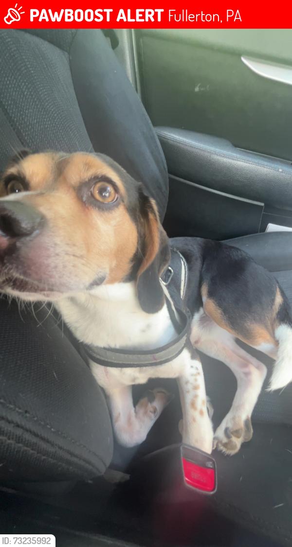 Lost Male Dog last seen MacArthur Road, Mickley Road, Schadt Avenue, Fullerton, PA 18052