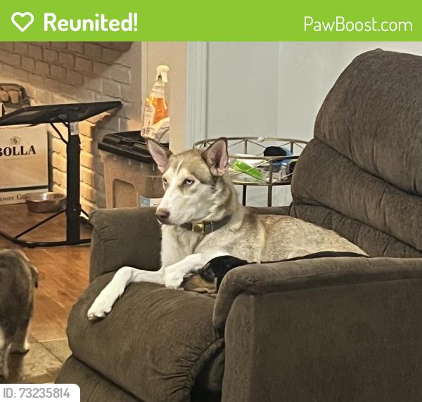 Reunited Female Dog last seen Heirloom Dr, Pensacola, FL 32514, Pensacola, FL 32514