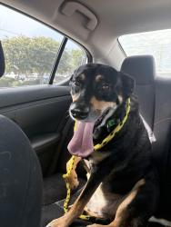 Found/Stray Male Dog last seen Friendship Lane, 707, Horry County, SC 29588