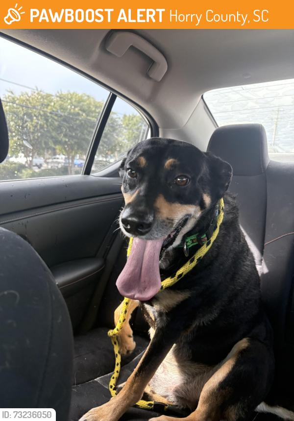 Found/Stray Male Dog last seen Friendship Lane, 707, Horry County, SC 29588