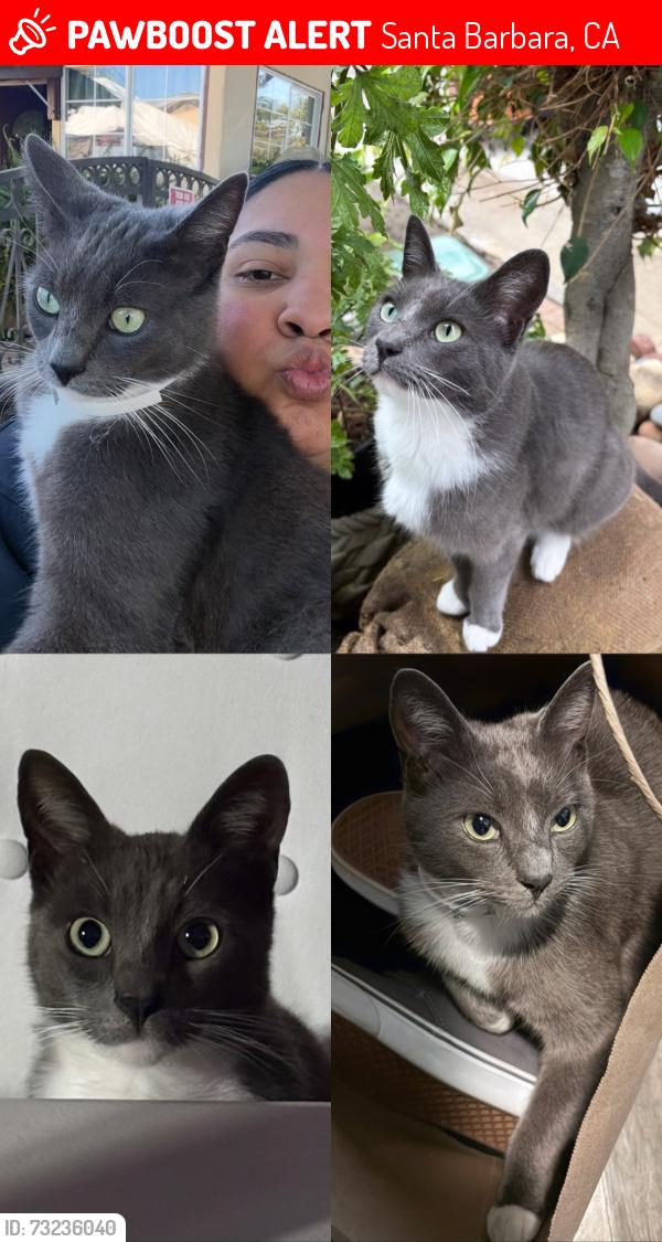 Lost Male Cat last seen Valerio St, Sunset, San Pascual, San Andres St, Santa Barbara, CA 93101