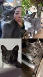 Lost Male Cat last seen Valerio St, Sunset, San Pascual, San Andres St, Santa Barbara, CA 93101
