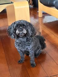 Reunited Male Dog last seen Logan rd, Woolloongabba, QLD 4102