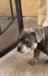 Lost Male Dog last seen Pock lane, Stockton, CA 95206