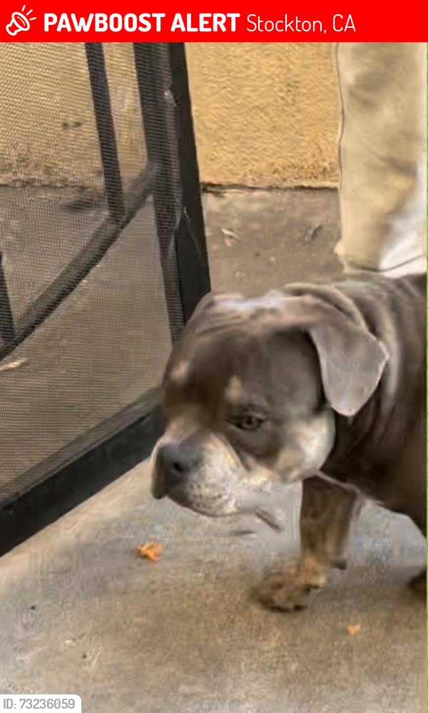 Lost Male Dog last seen Pock lane, Stockton, CA 95206