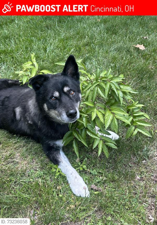 Lost Female Dog last seen Near Hubble road, Cincinnati, OH 45247