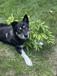 Lost Female Dog last seen Near Hubble road, Cincinnati, OH 45247