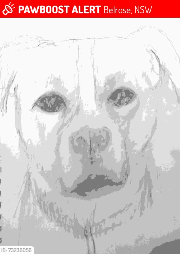 Lost Male Dog last seen Pond on forest way, Belrose, NSW 2085