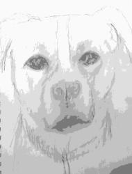 Lost Male Dog last seen Pond on forest way, Belrose, NSW 2085