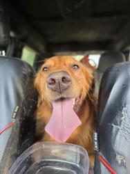 Found/Stray Unknown Dog last seen Parkcenter Blvd, E Boise Ave, S Amy Ave, Boise, ID 83706