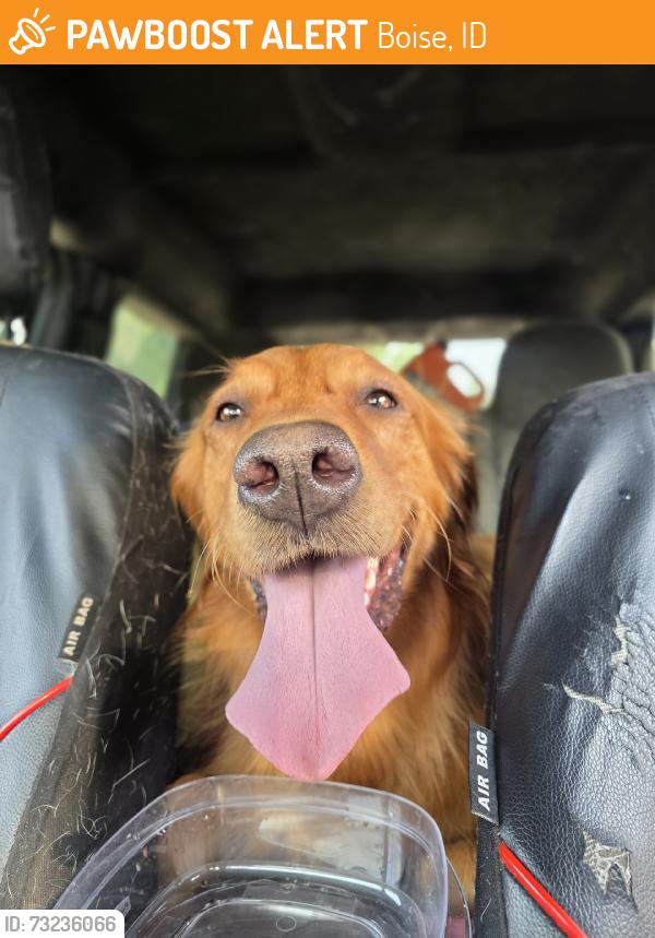 Found/Stray Unknown Dog last seen Parkcenter Blvd, E Boise Ave, S Amy Ave, Boise, ID 83706