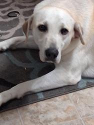 Lost Female Dog last seen Guernsey rd pace fl, Pace, FL 32571