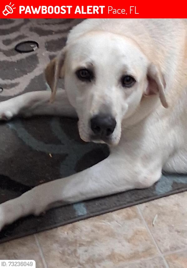 Lost Female Dog last seen Guernsey rd pace fl, Pace, FL 32571
