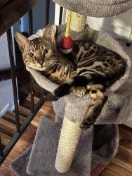 Reunited Male Cat last seen Americano Way, Fairfield CA.94533, Fairfield, CA 94533