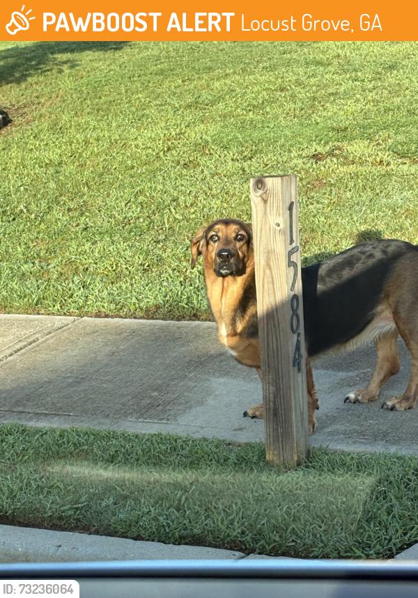 Found/Stray Unknown Dog last seen Elmstone commons neighborhood off Tanger blvd, Locust Grove, GA 30248
