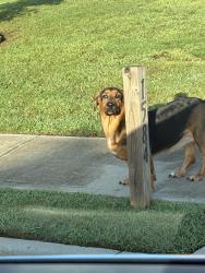 Found/Stray Unknown Dog last seen Elmstone commons neighborhood off Tanger blvd, Locust Grove, GA 30248
