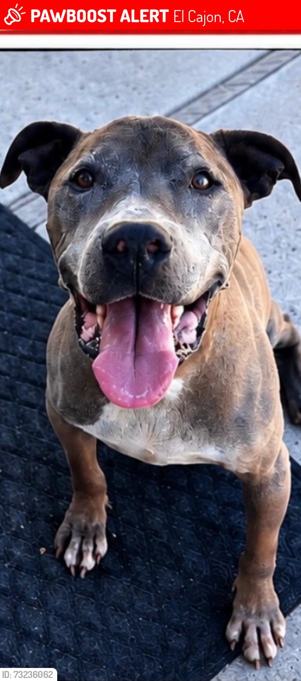 Lost Male Dog last seen Weld, El Cajon, CA 92020