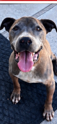 Lost Male Dog last seen Weld, El Cajon, CA 92020