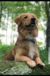Reunited Male Dog last seen Fait Ave Baltimore, Dundalk, MD 21224
