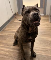 Shelter Stray Male Dog last seen Bayview Heights Drive, San Diego, CA, 92105, 5500 Gaines St, San Diego, CA 92110, USA