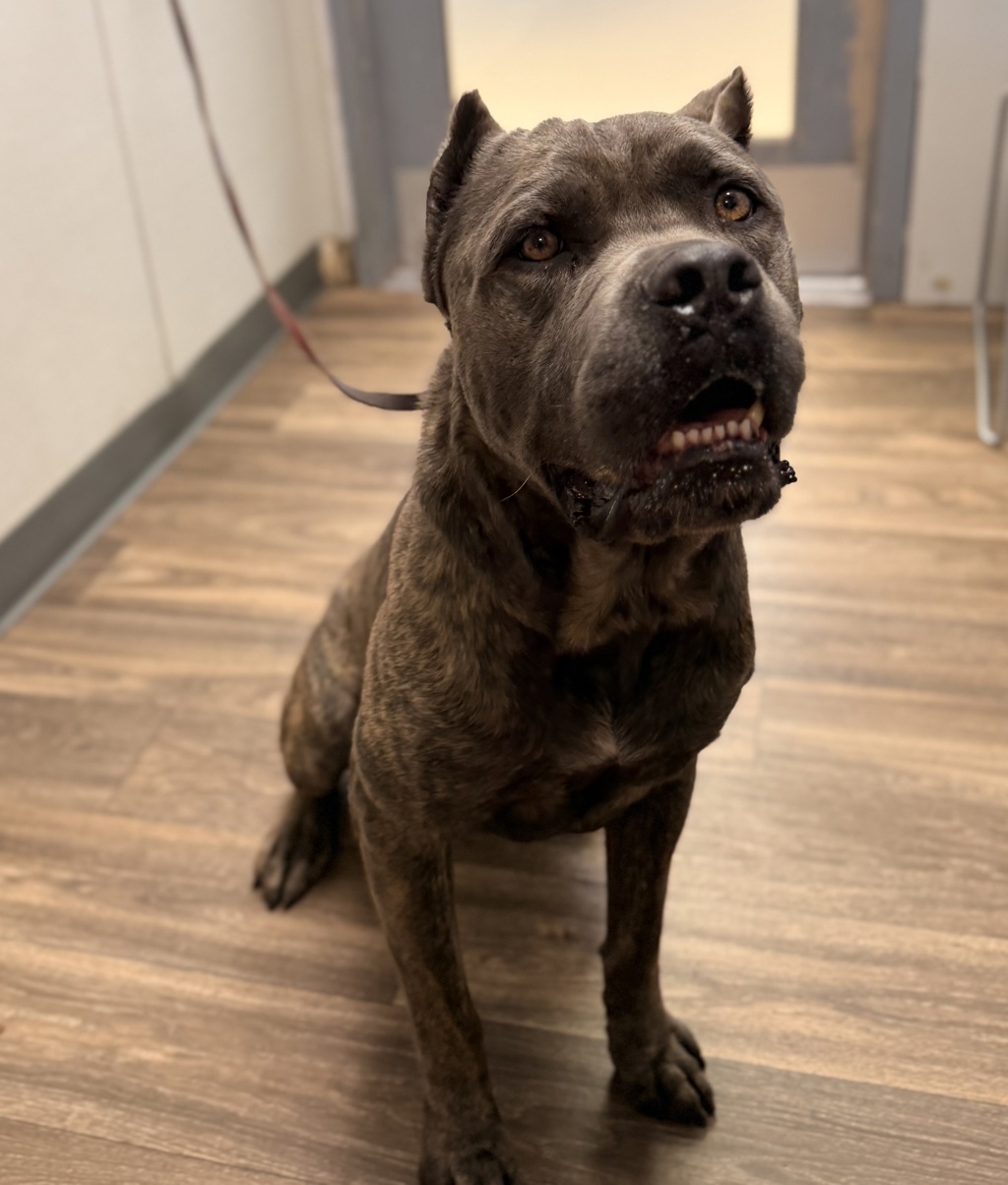 Shelter Stray Male Dog last seen Bayview Heights Drive, San Diego, CA, 92105, 5500 Gaines St, San Diego, CA 92110, USA