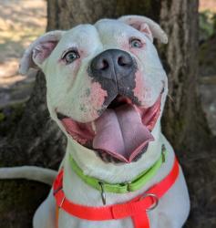 Shelter Stray Male Dog last seen 33rd / Marine Drive, PORTLAND, OR, 97211, 1700 W Historic Columbia River Hwy, Troutdale, OR 97060, USA