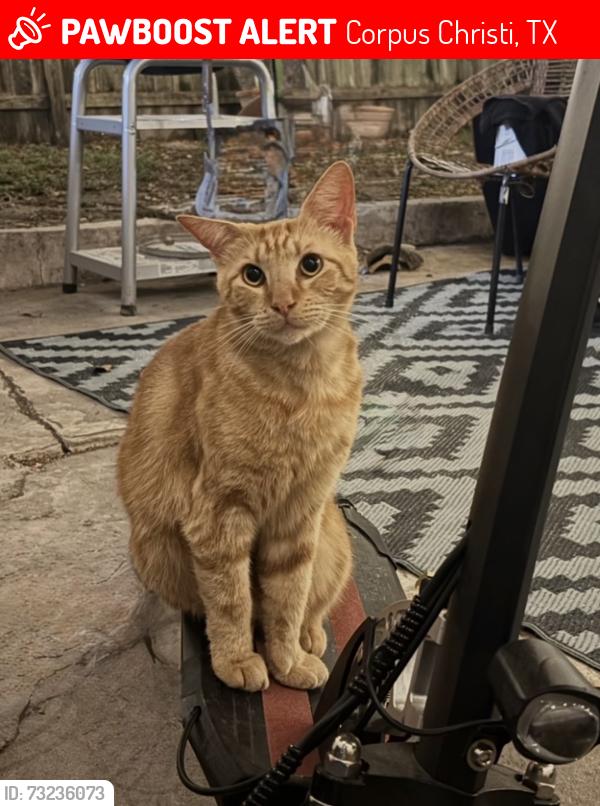 Lost Male Cat last seen Saratoga, Corpus Christi, TX 78417