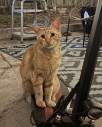Lost Male Cat last seen Saratoga, Corpus Christi, TX 78417