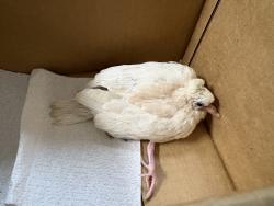 Shelter Stray Unknown Bird last seen Near Bluegrass Way, Oceanside, CA, 92057, Oceanside, CA 92058, USA