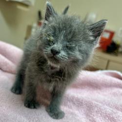 Shelter Stray Female Cat last seen Whitman st/ Harder Rd, HAYWARD, CA, 94544, 8323 Baldwin St, Oakland, CA 94621, USA
