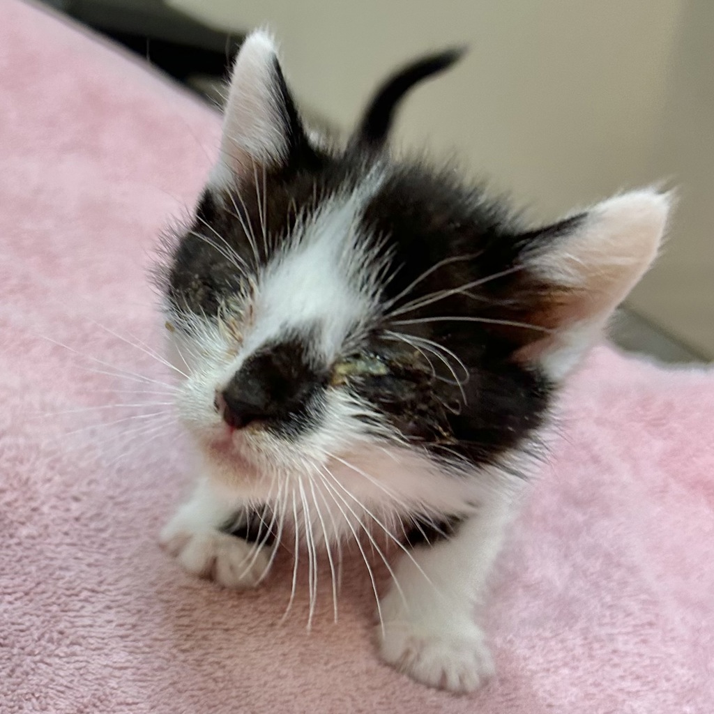 Shelter Stray Female Cat last seen Whitman st/ Harder Rd, HAYWARD, CA, 94544, 8323 Baldwin St, Oakland, CA 94621, USA