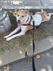 Shelter Stray Male Dog last seen Near calle Tortuosa, San Diego, CA, 92139, 5500 Gaines St, San Diego, CA 92110, USA