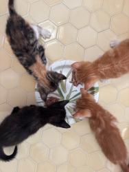 Shelter Stray Male Cat last seen Near Uvas Street, San Diego, CA, 92102, 5500 Gaines St, San Diego, CA 92110, USA
