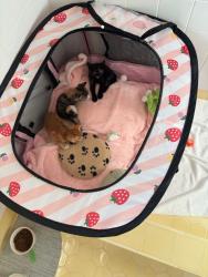 Shelter Stray Female Cat last seen Near Uvas Street, San Diego, CA, 92102, 5500 Gaines St, San Diego, CA 92110, USA