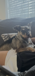 Reunited Male Dog last seen Near Cypress River Dr, Katy, TX 77449, USA, Katy, TX 77449