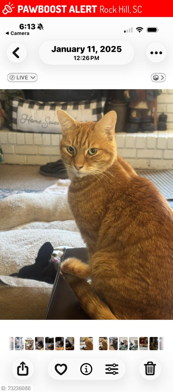 Lost Male Cat last seen Williamson Rd, Rock Hill, SC 29730